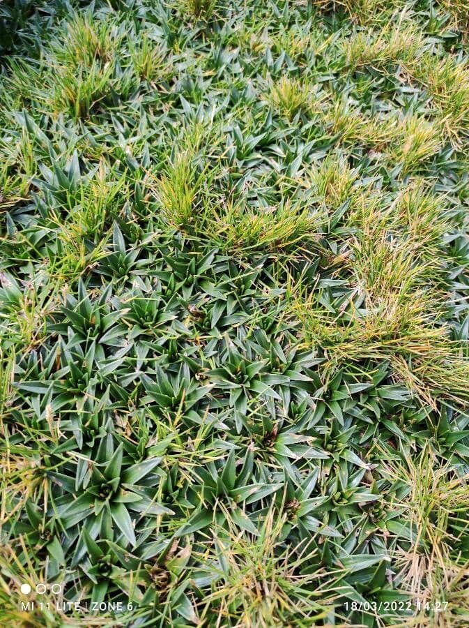 Plantago rigida 10