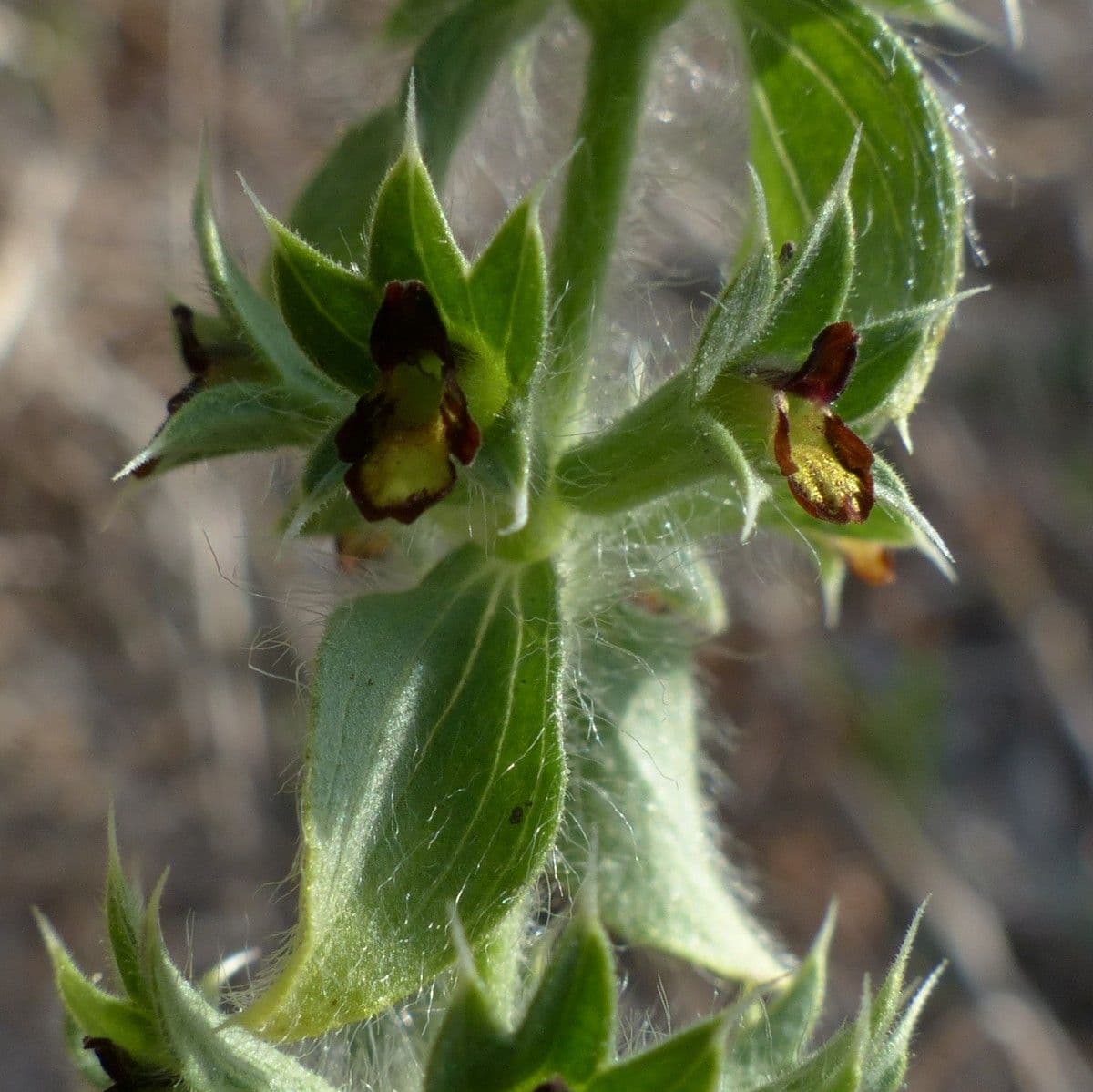 Berg-Gottesgnadenkraut 11