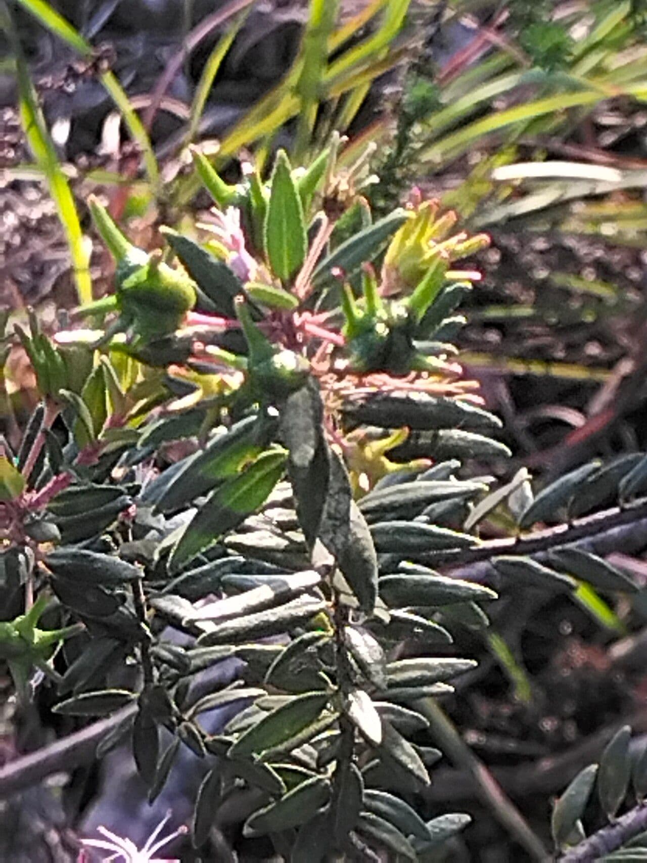 Agathosma 9