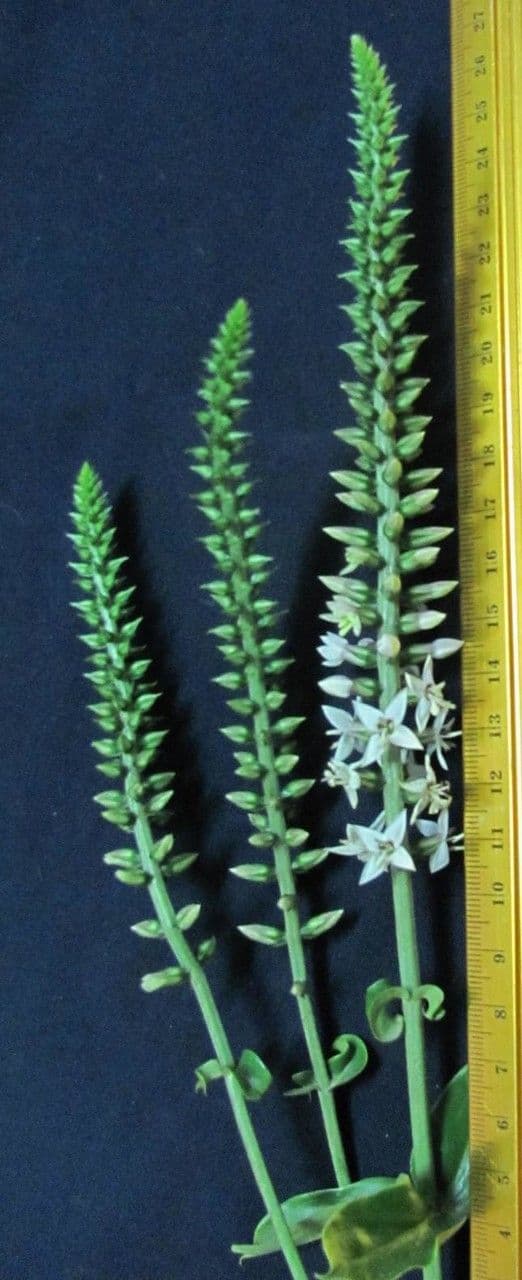 Coutoubea spigata 12