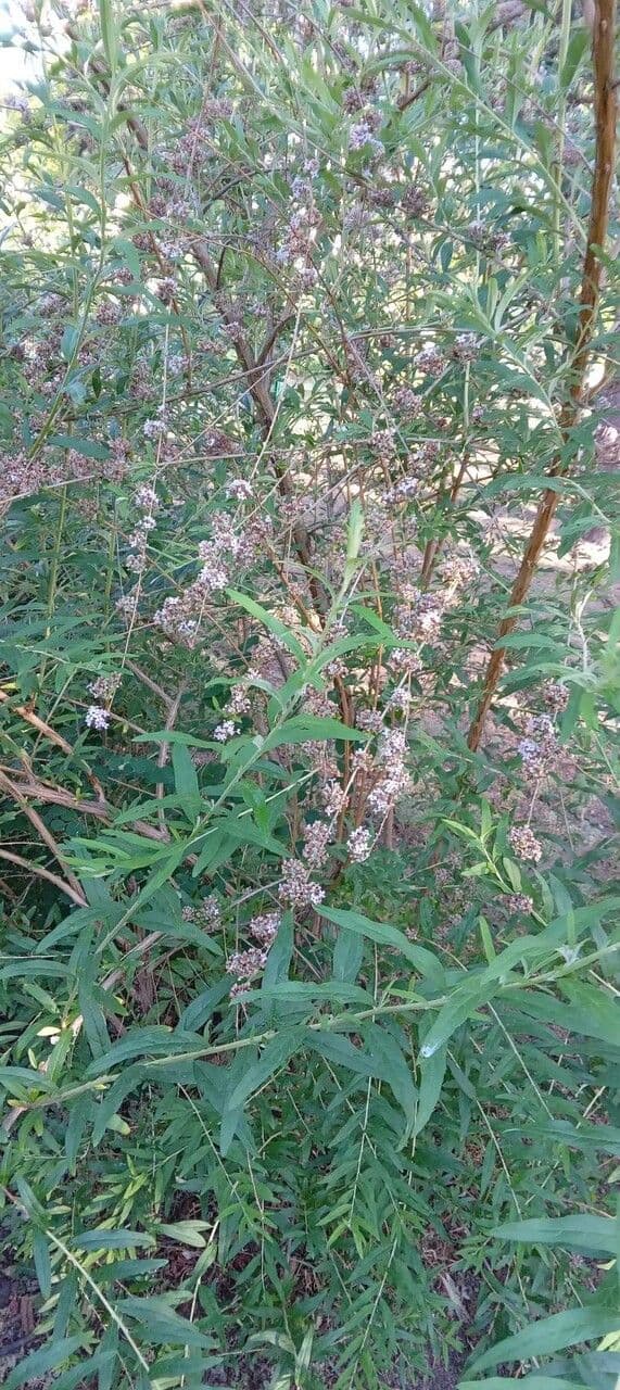 Buddleja 6