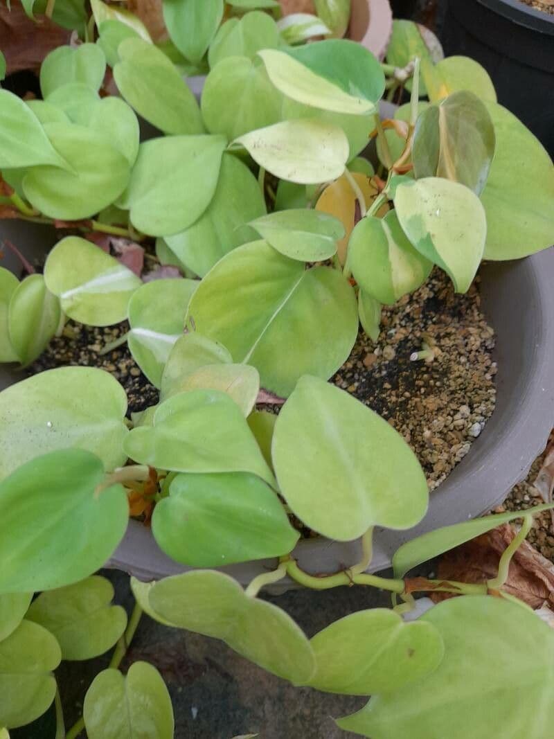 Philodendron cordiforme 10