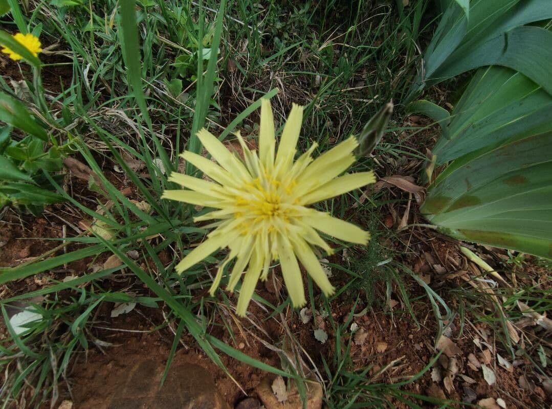 Scorzonera graminifolia 2