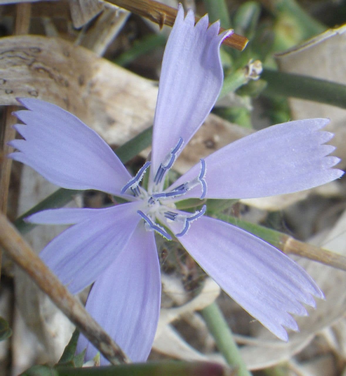 Cicoria spinosa 4