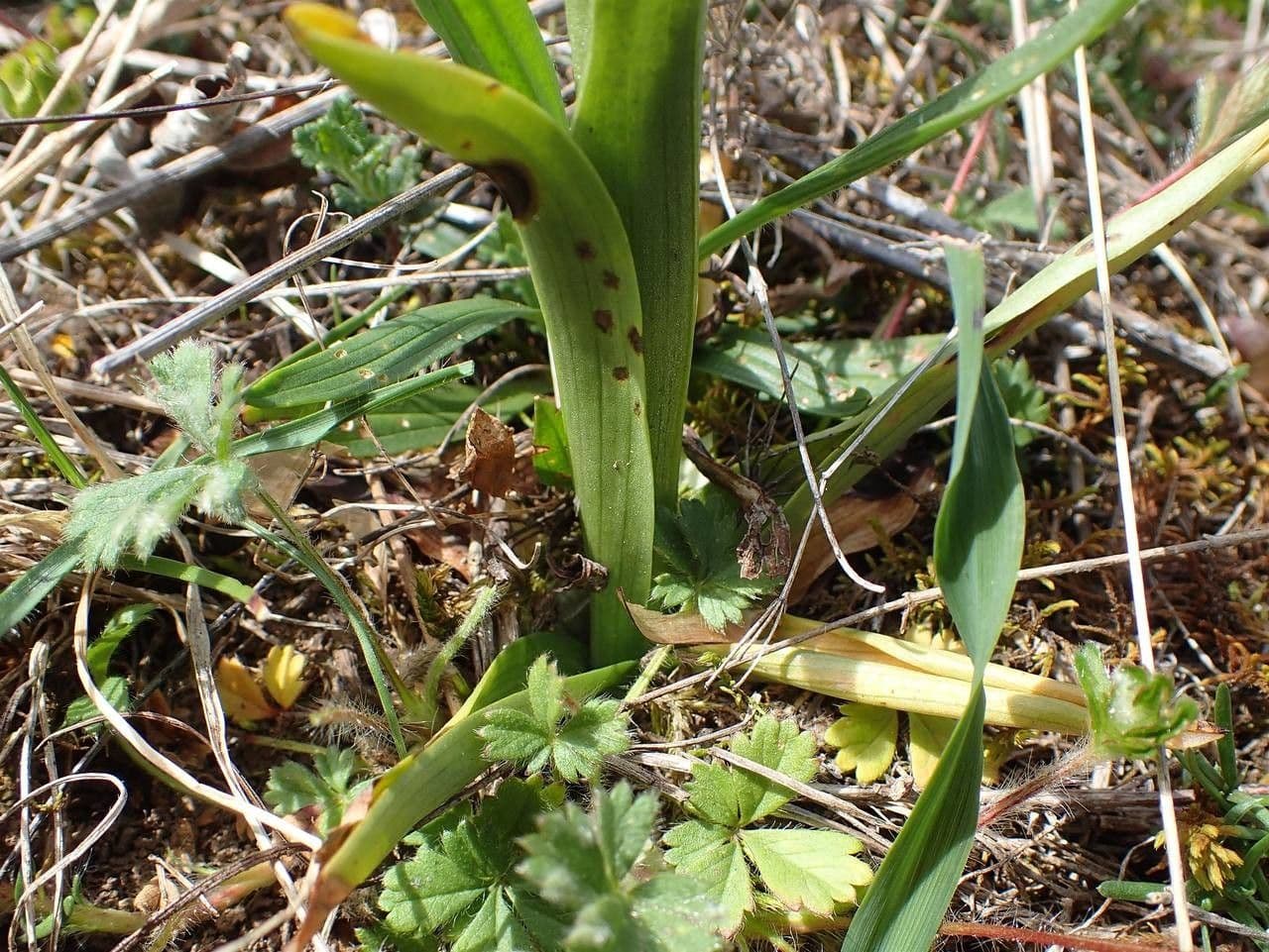 Orchide minore 21