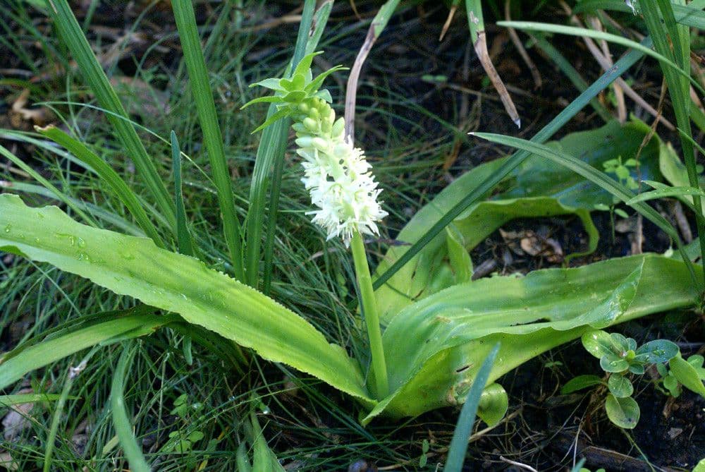 Eucomis 10
