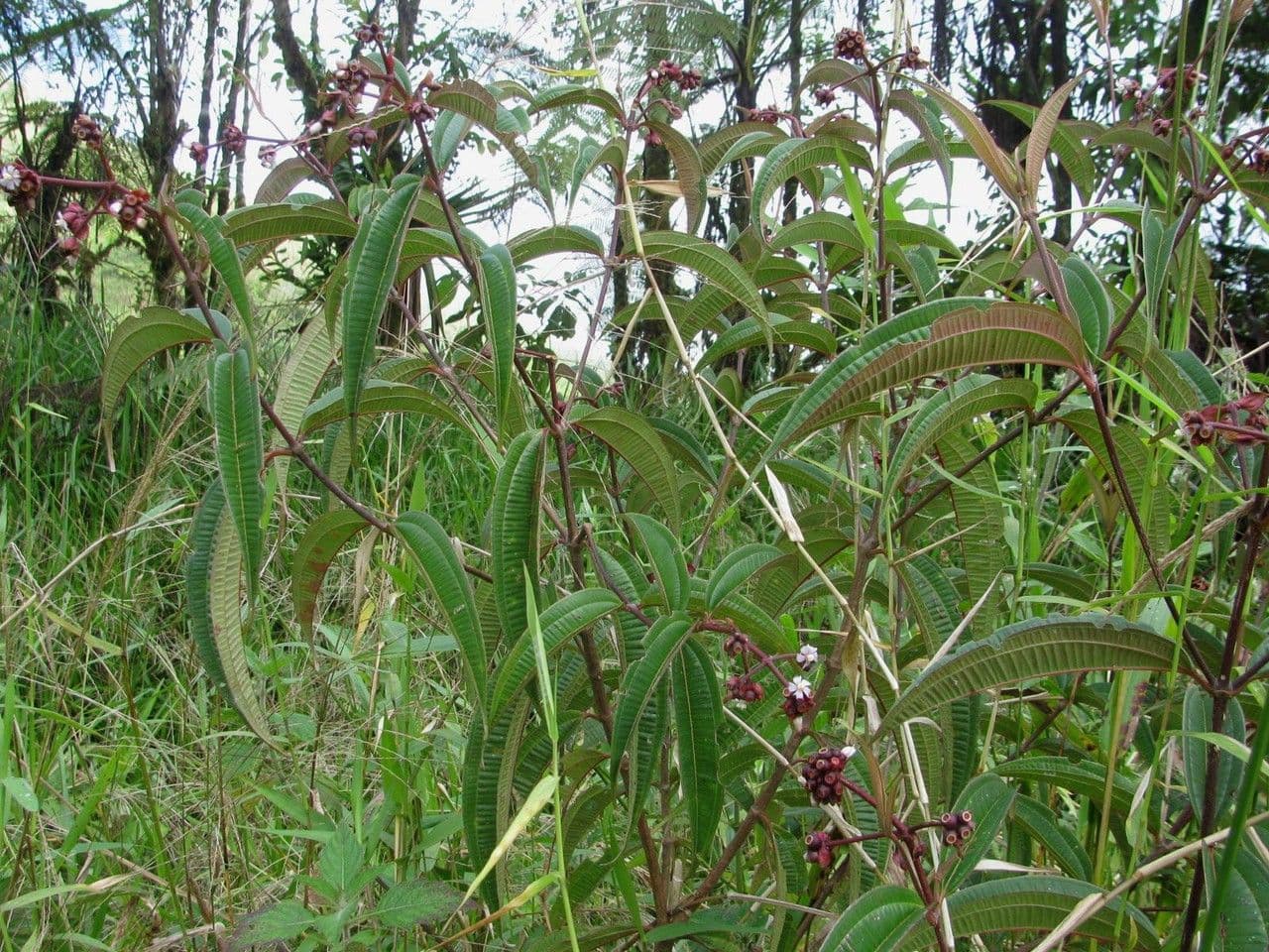 Miconia 7