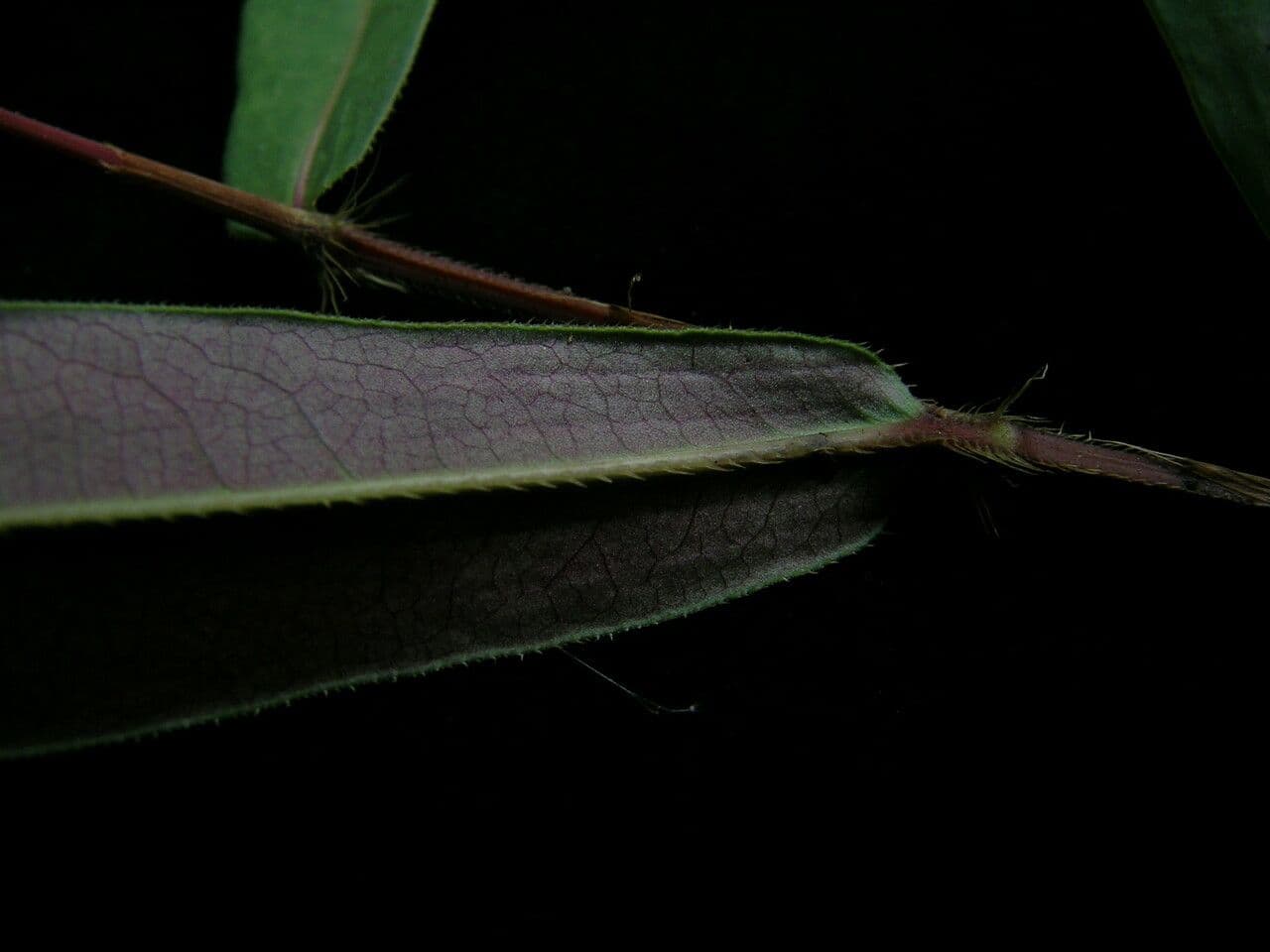 Horčičník drsný 10