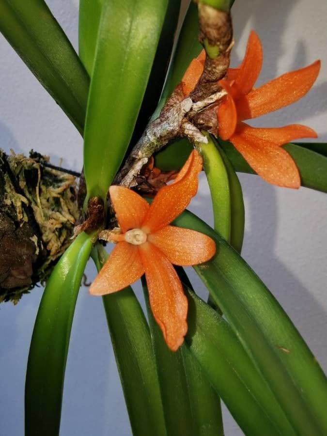 Ceratostylis reticolata 2