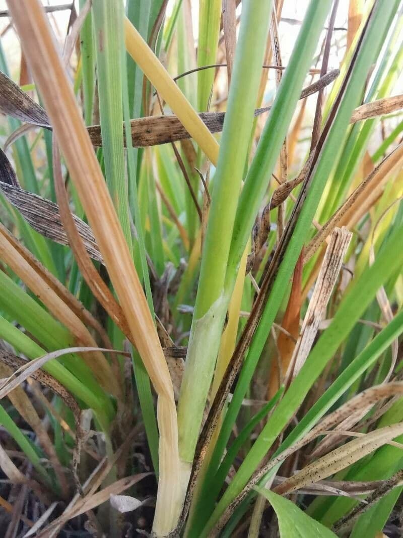 Allium suaveolens 17