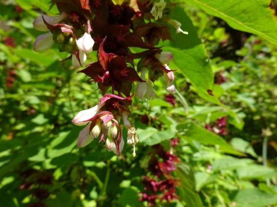 Leycesteria 7