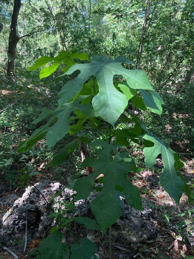 Sterculia