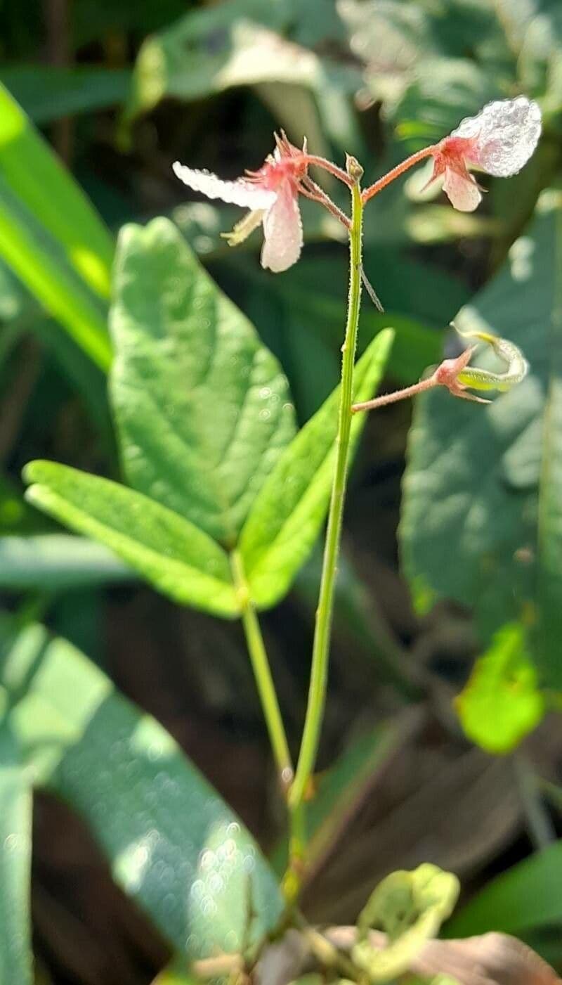 Desmodium 2