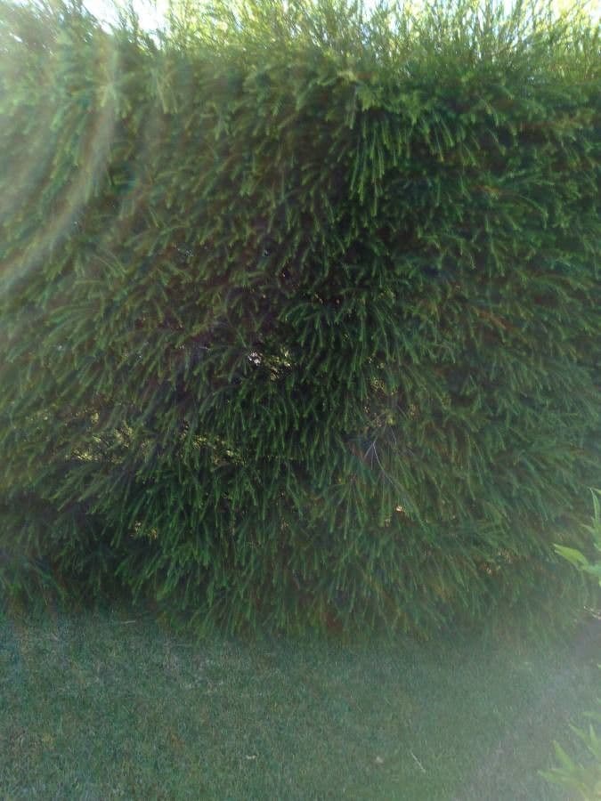Teebaum 10
