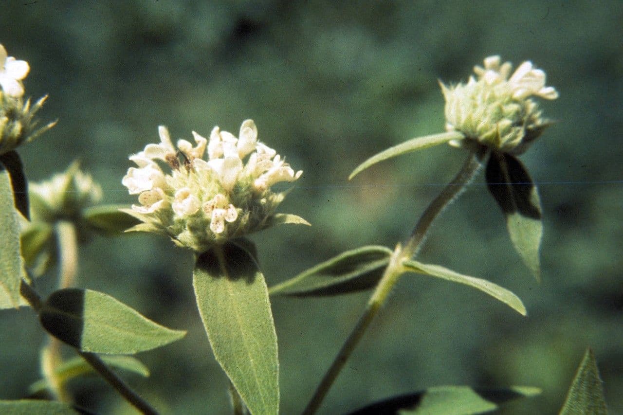 Pycnanthemum verticillatum