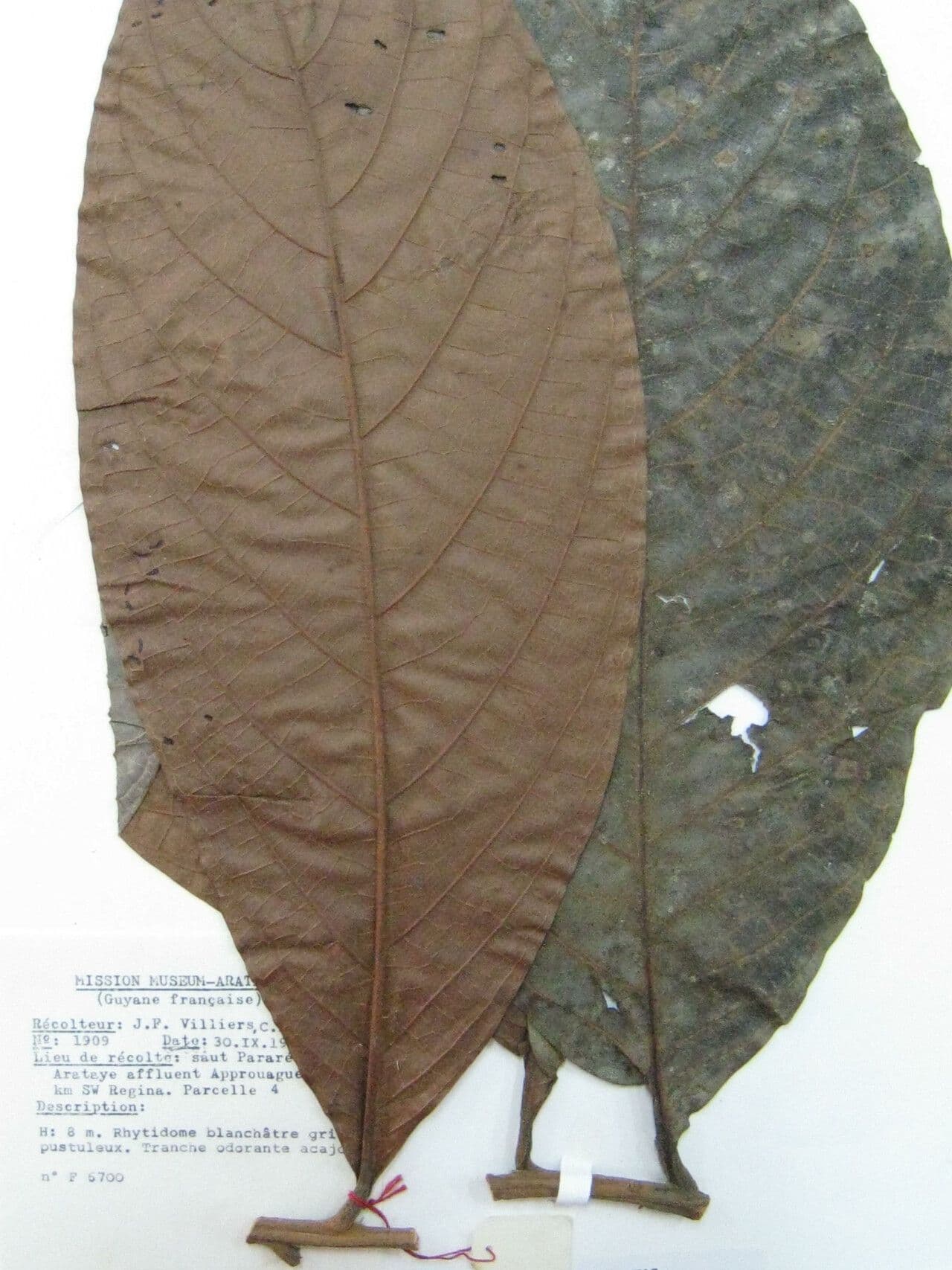Ocotea tomentosa 6