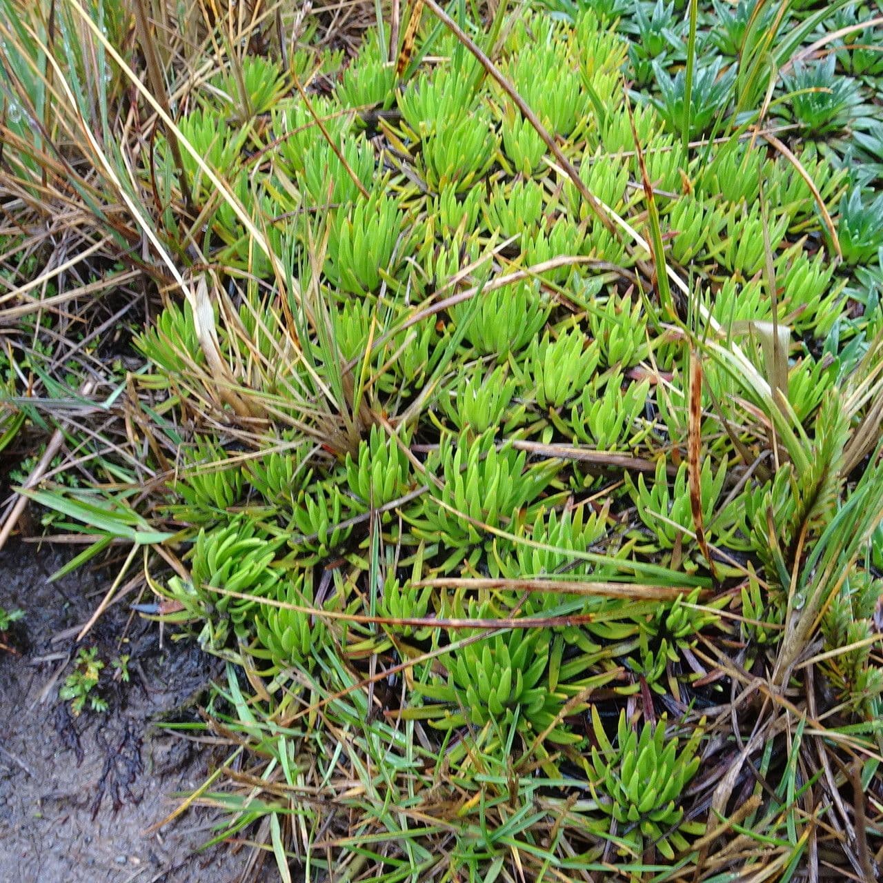 Xenophyllum 2