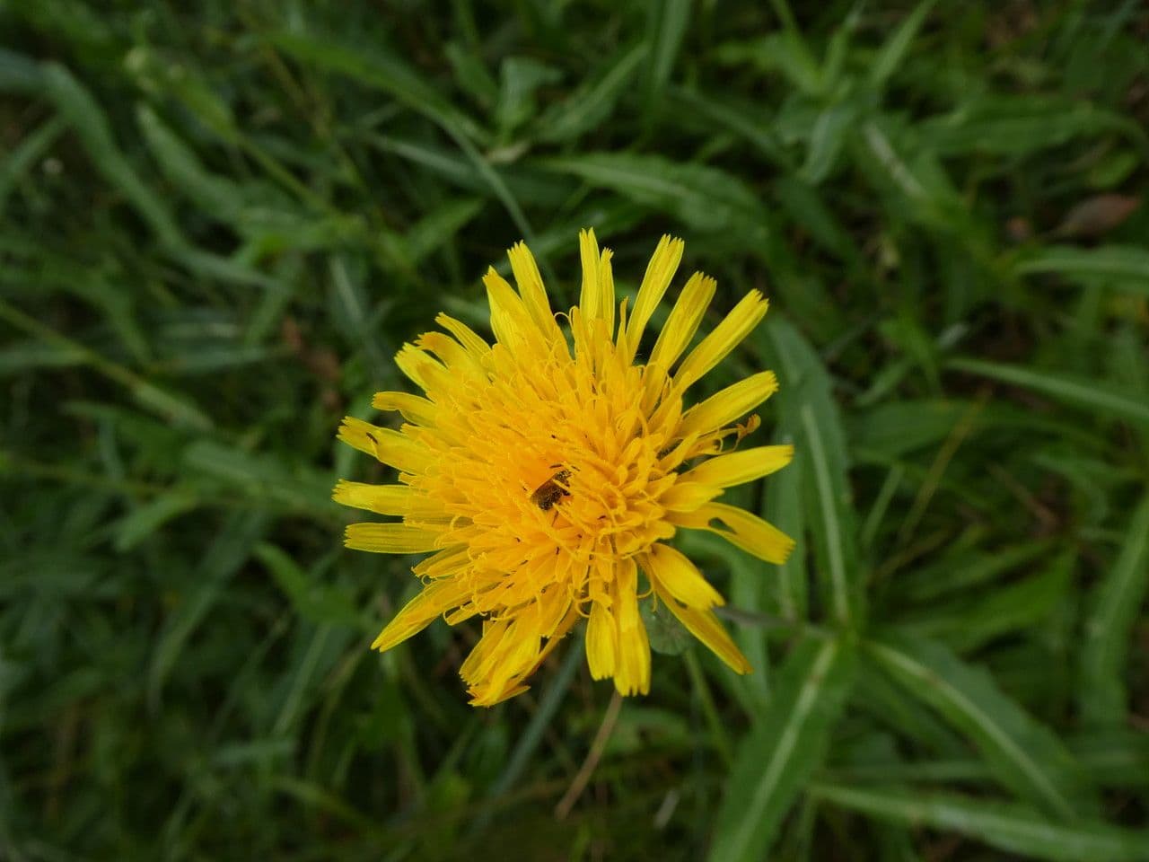 Sonco marittimo 10