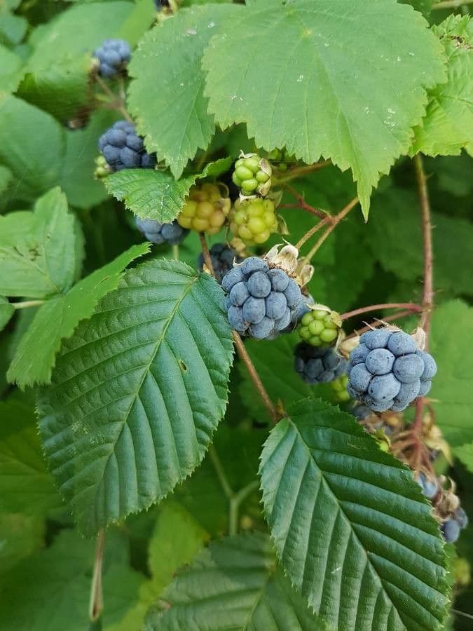 Ronce bleue 4