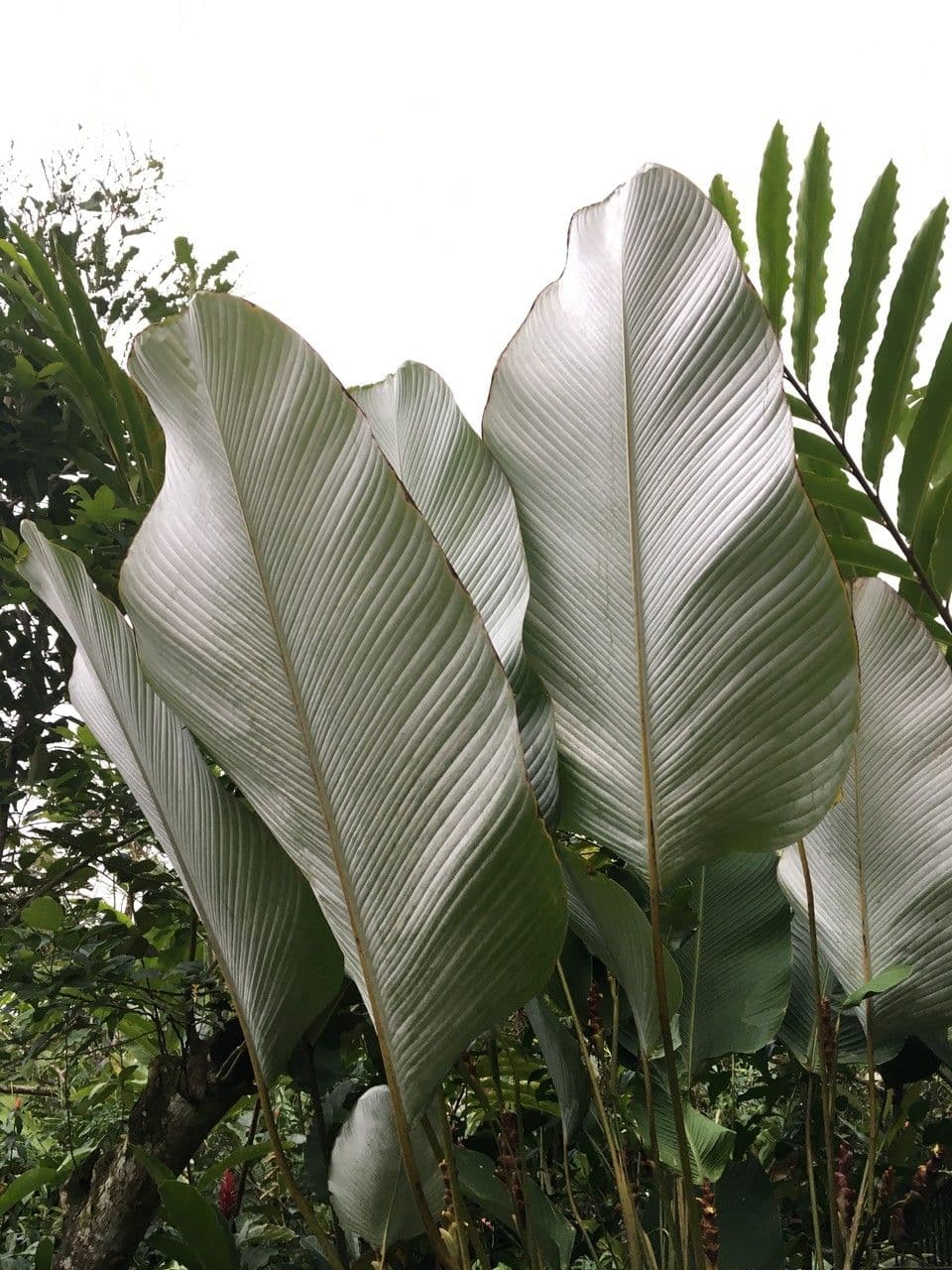 Pampano 21