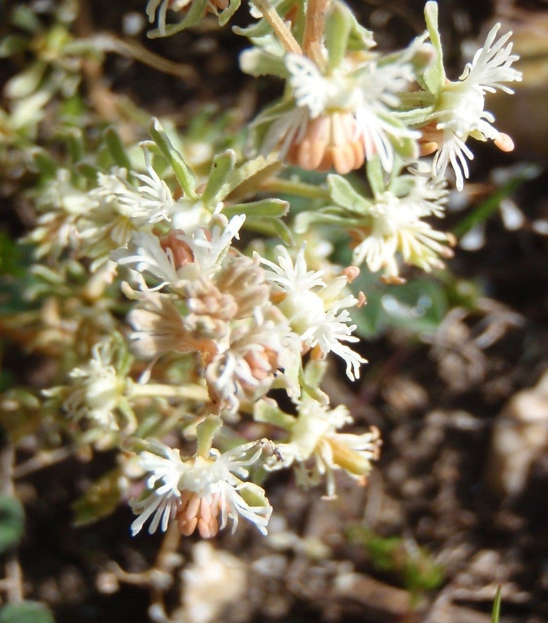Reseda comune 27