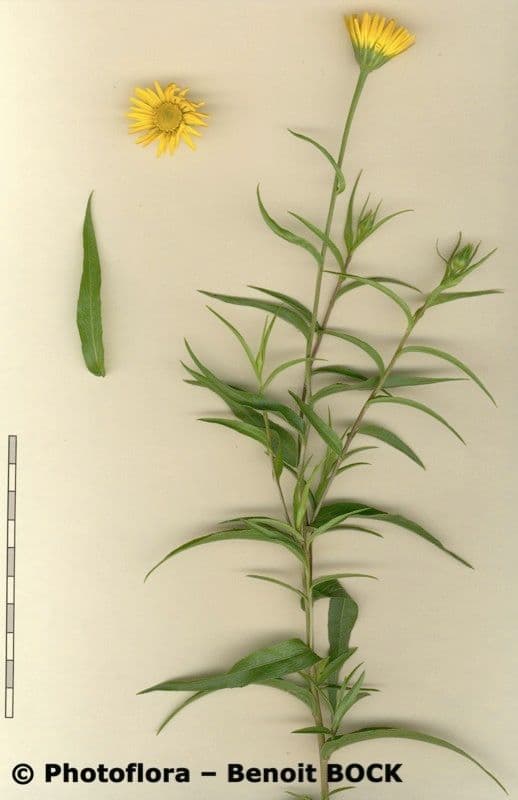 Occhio di bue 25
