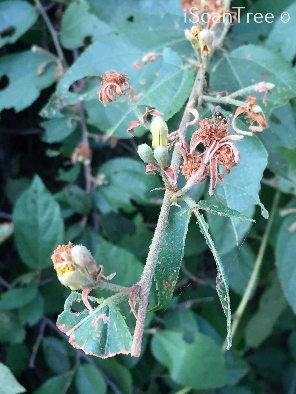 Grewia caffra 2