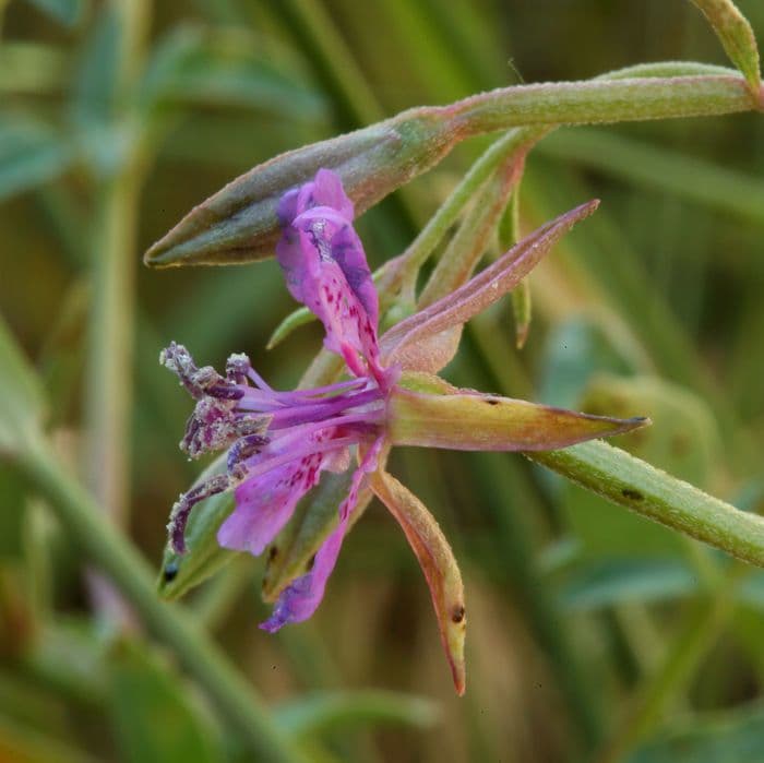 Clarkia romboidale 6