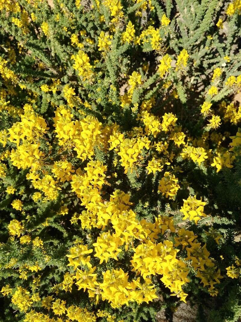 Adenocarpus viscoso 7