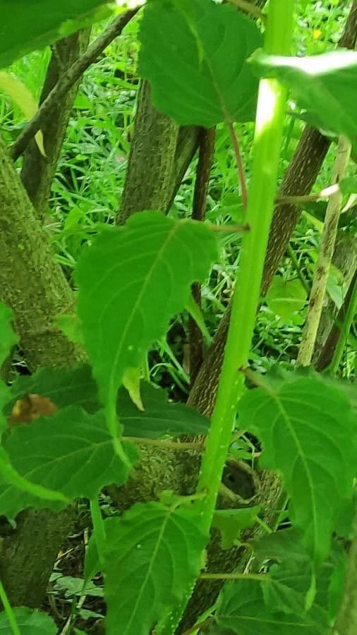 Chinese stachyurus 11