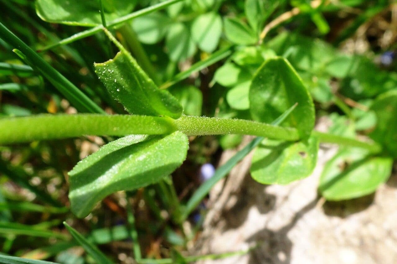 Veronica serpilifolia 18