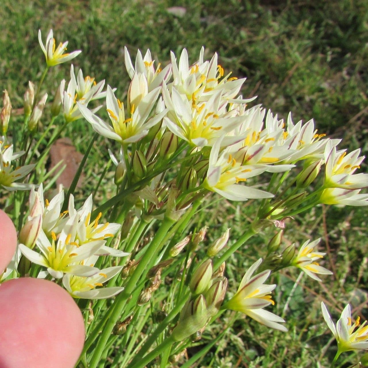 Nothoscordum bivalve 22
