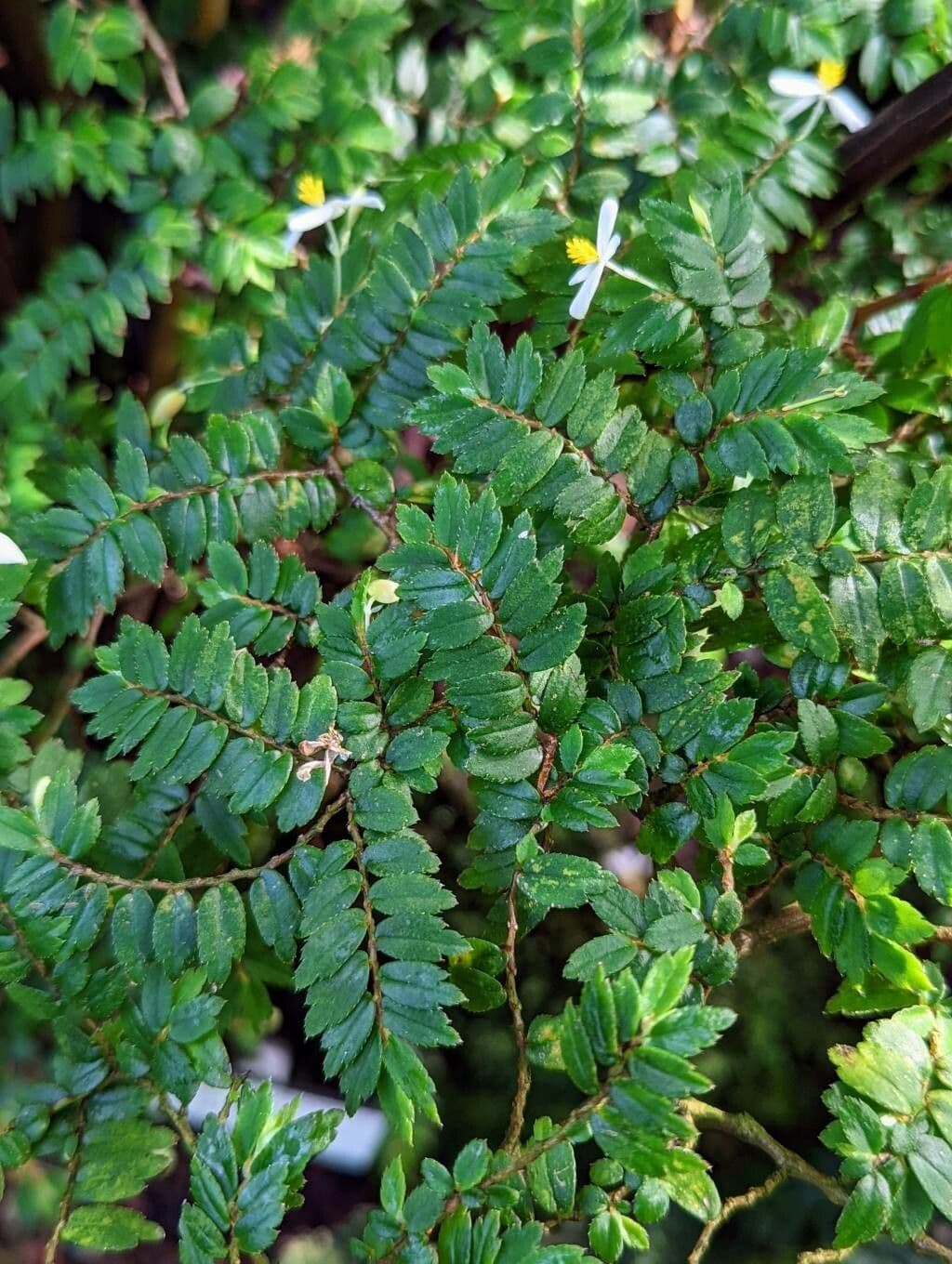 Fuchsie-Begonie 13