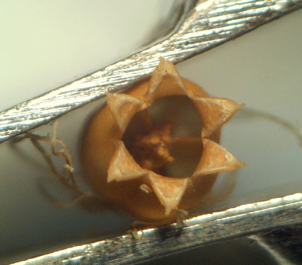 Silene 5