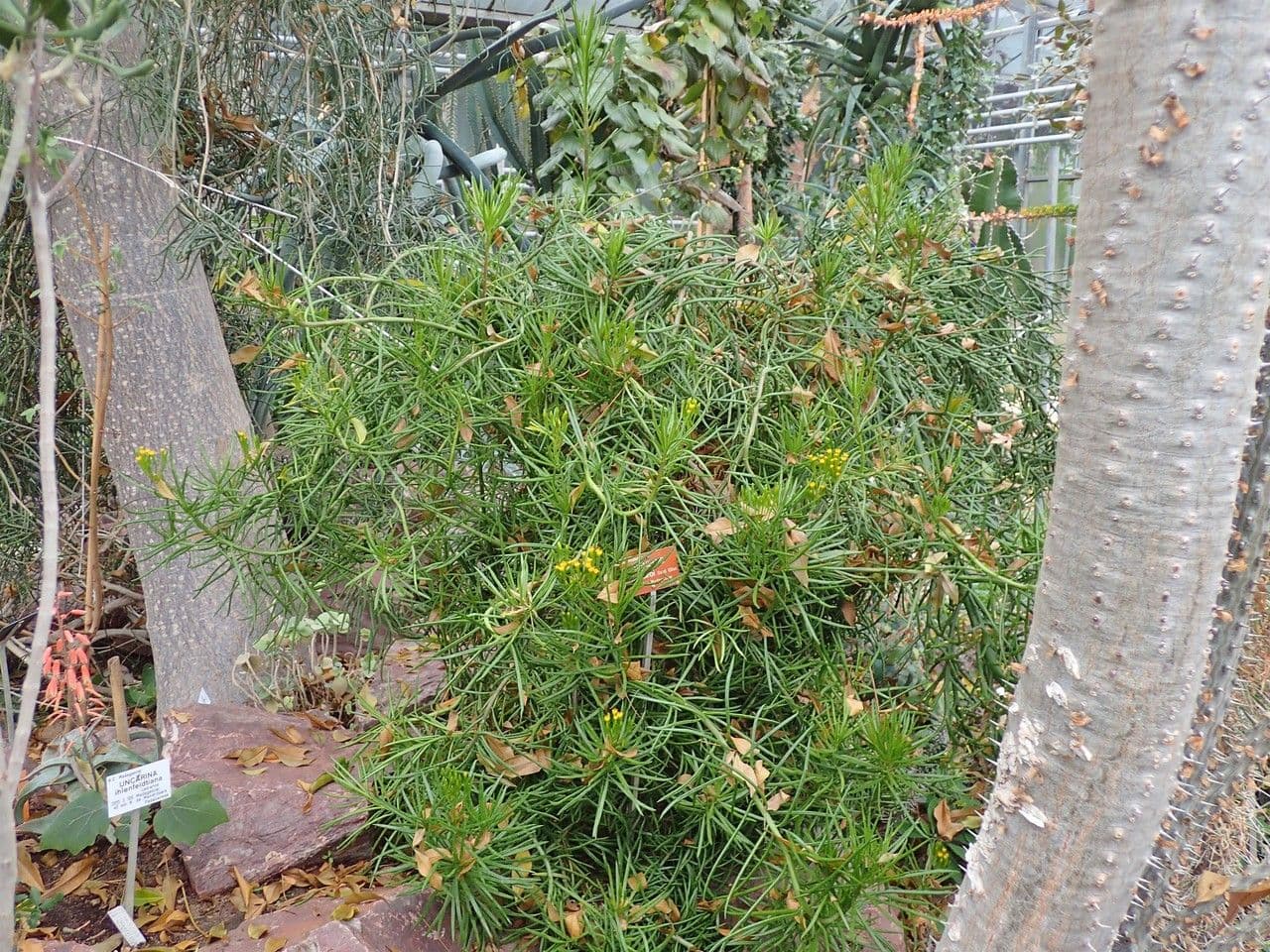 Senecio 4