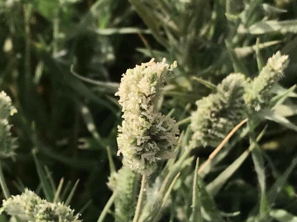 Aeluropus lagopoides 8