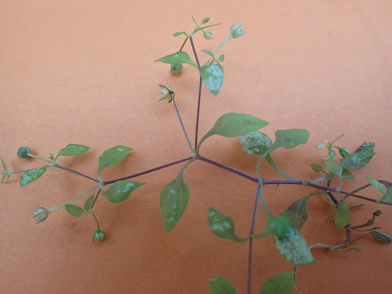 Moehringia 11