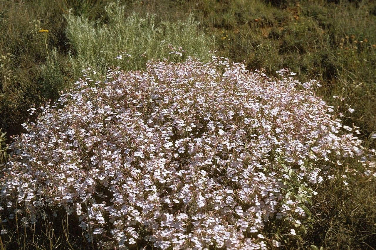 Penstemon 7