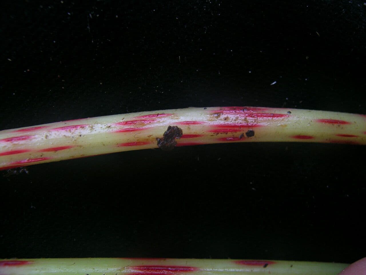Begonia 8