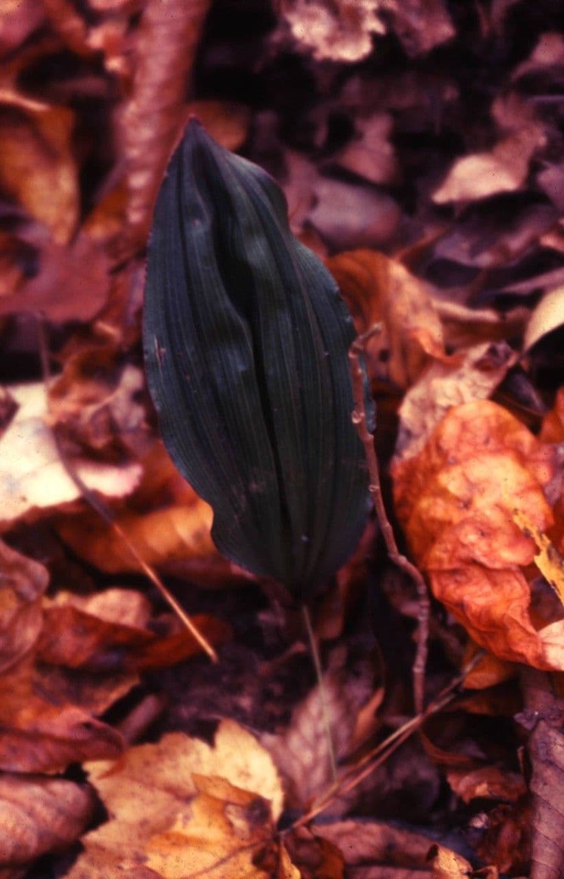 Aplectrum 3