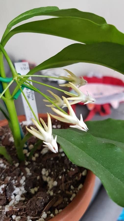 Hoya 3