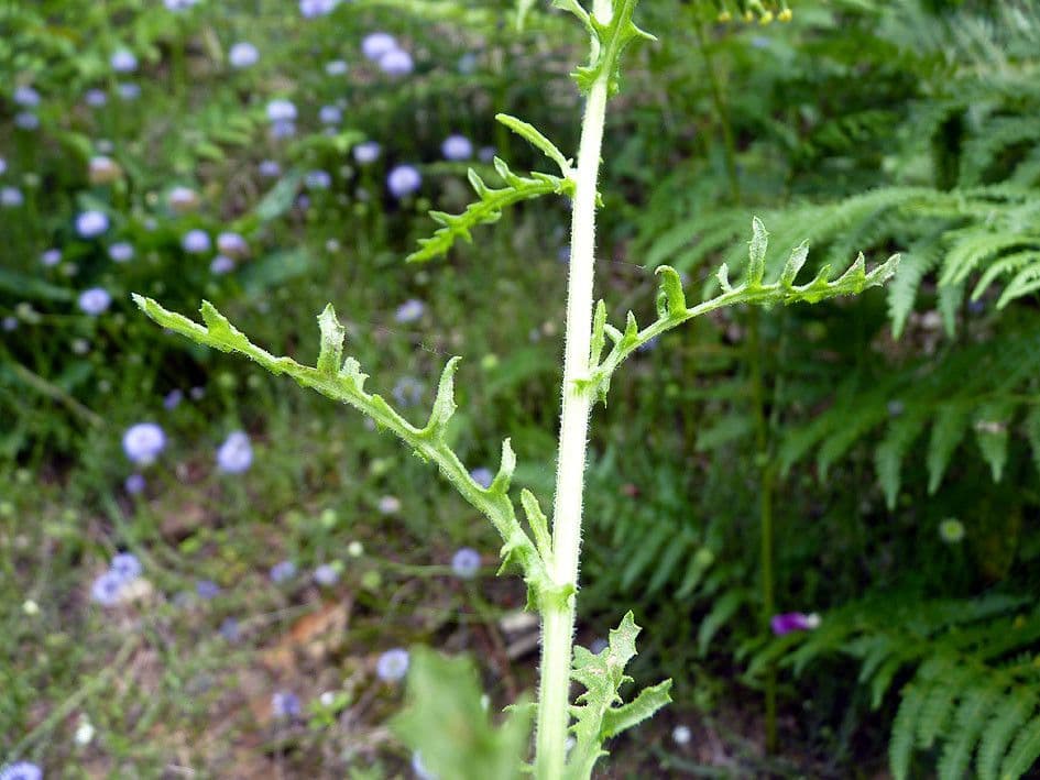 Senecio dei boschi 22