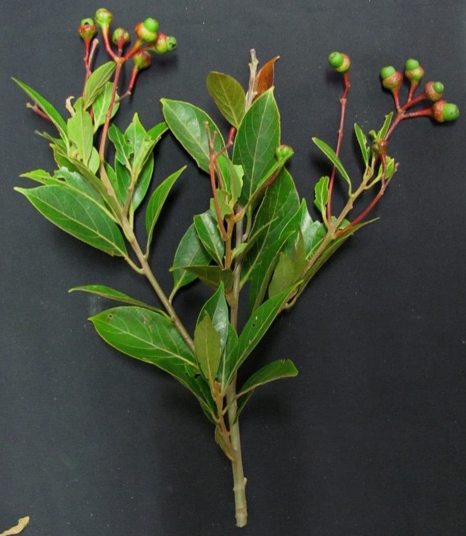 Nectandra 10