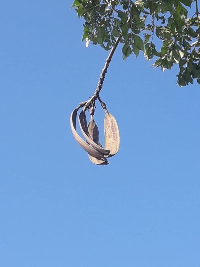 Oroxylum indiano 5