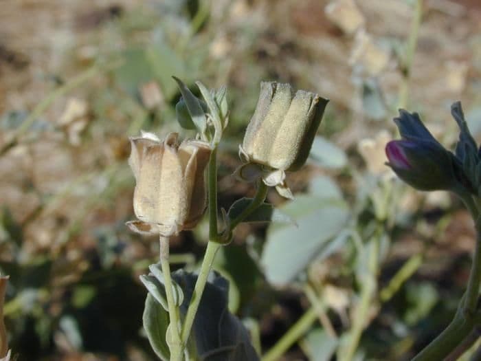Abutilon incanum