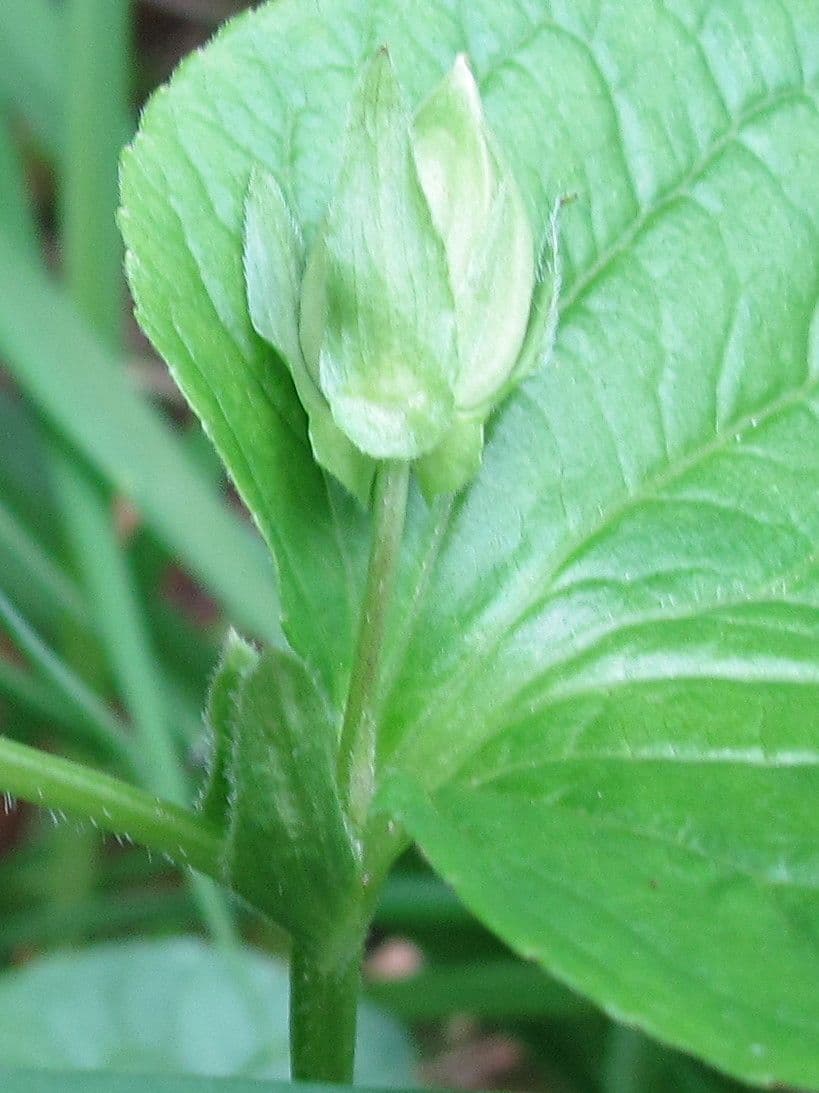 Viola mirabile 21