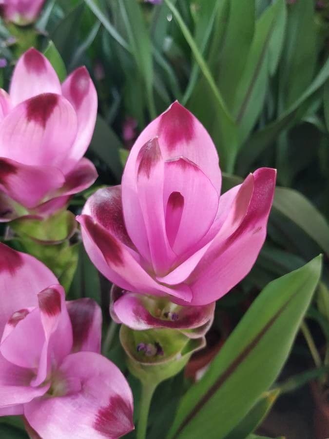 Siam-Tulpe 6