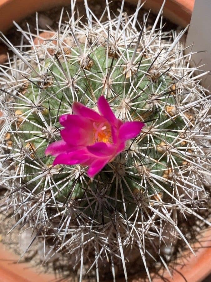 Turbinicarpus