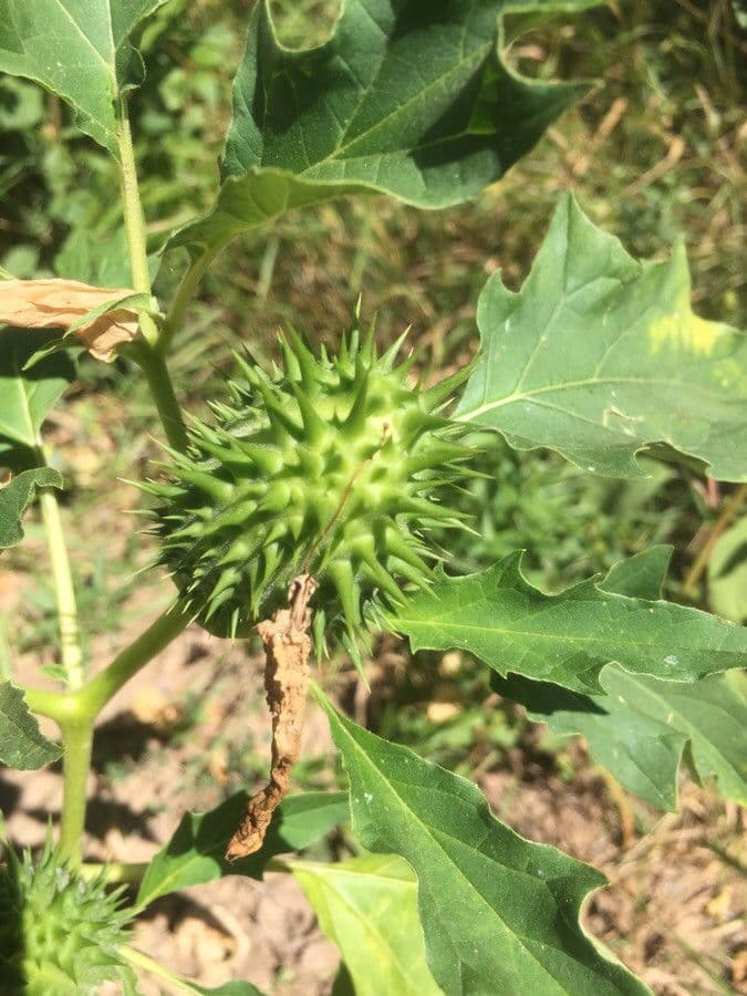 Datura metel 19