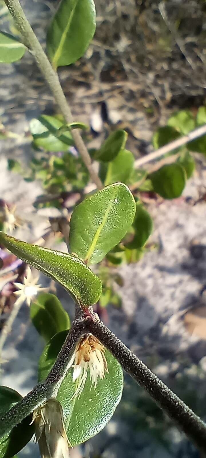 Monardella purpurea 13